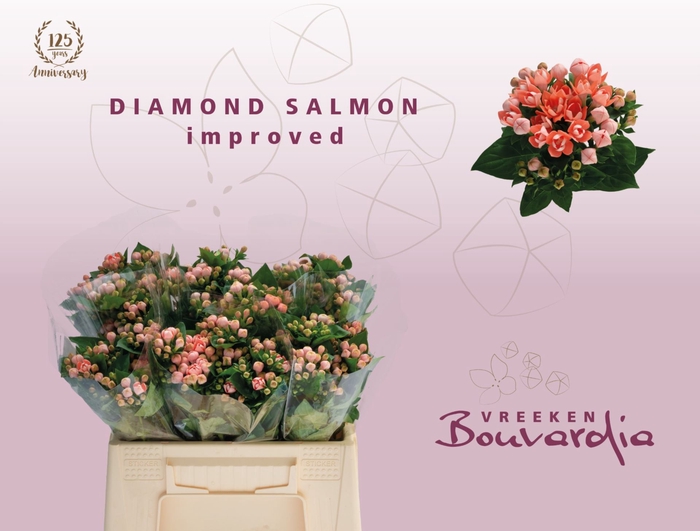 <h4>Bou Diamond Salmon Improved</h4>