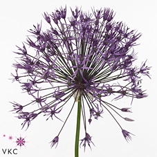 <h4>Allium purple rain</h4>