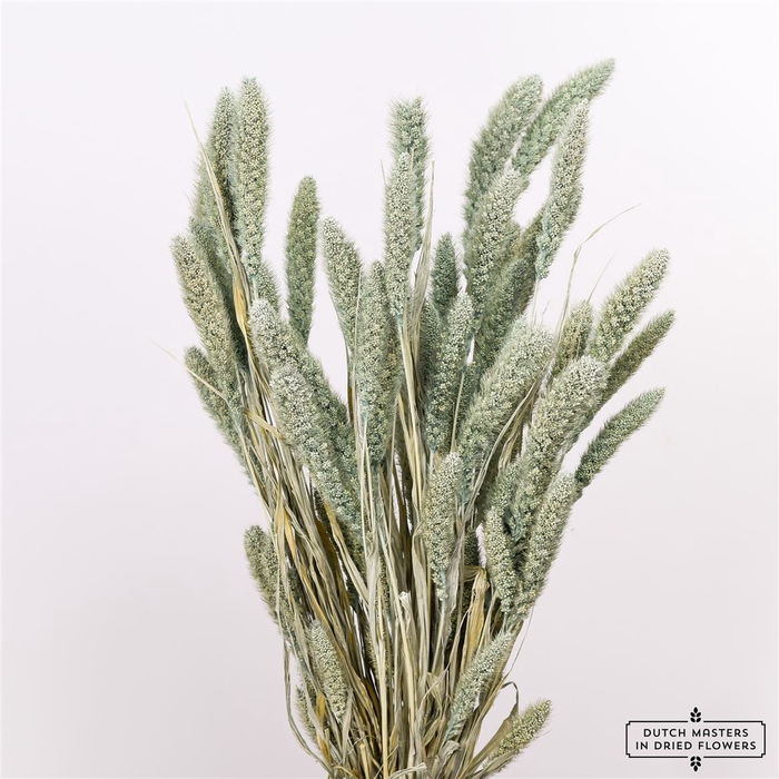 <h4>Dried Setaria Frosted Blue Bunch</h4>