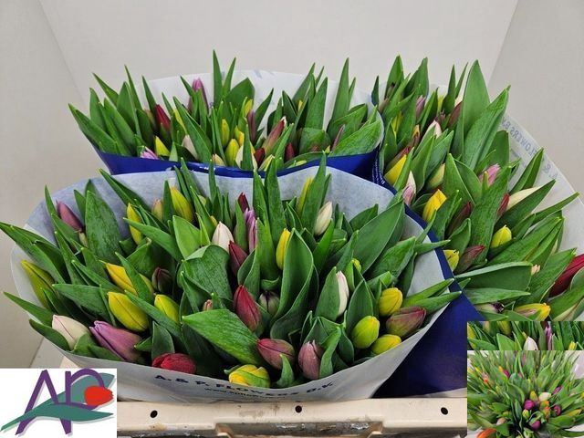 <h4>Tulipa enke. enkel gemengd</h4>