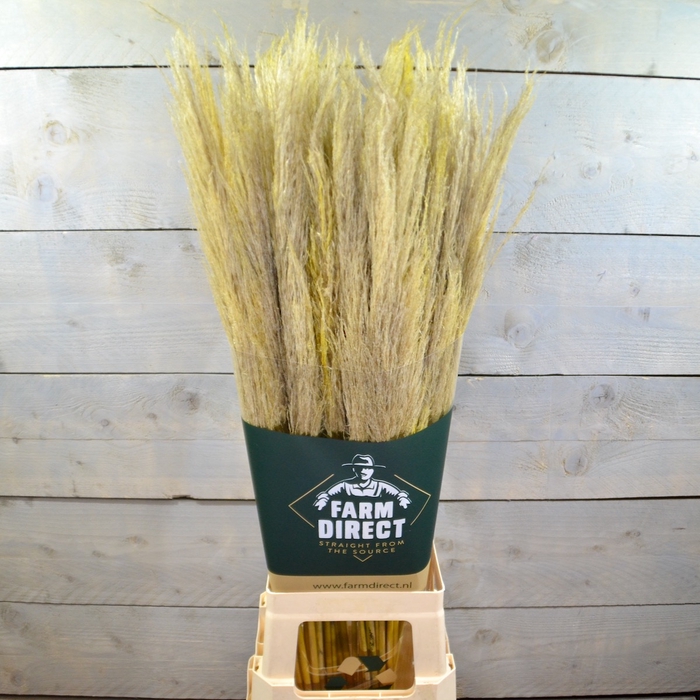 PAMPAS YELLOW DRIED