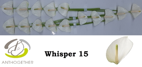 <h4>ANTH A WHISPER 15</h4>