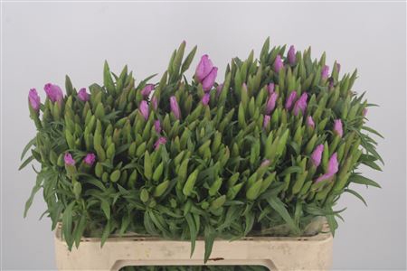 <h4>Clarkia lavendel</h4>