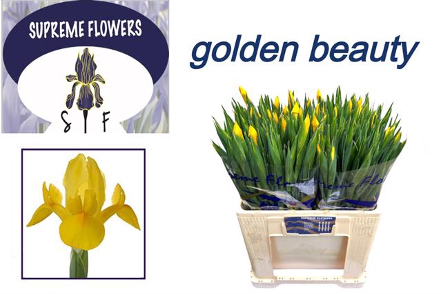 <h4>Iris Golden Beauty</h4>