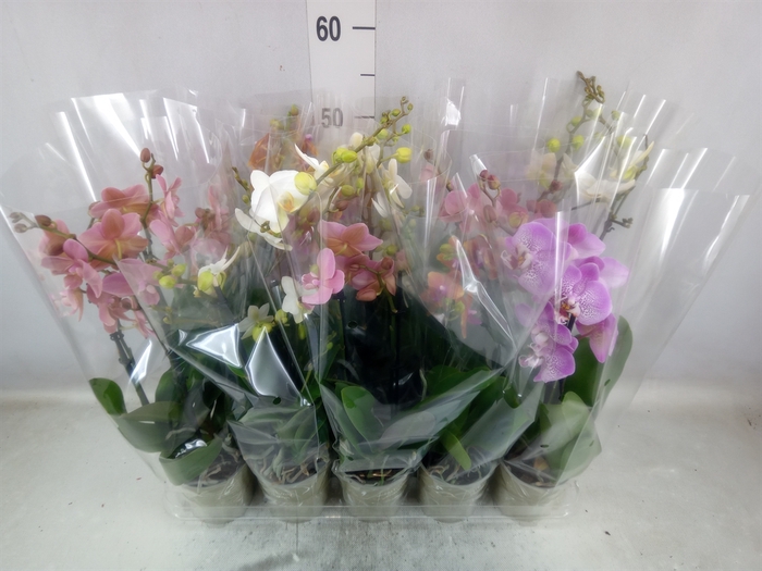 <h4>Phalaenopsis   ...mix</h4>