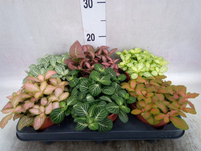 <h4>Fittonia   ...mix</h4>