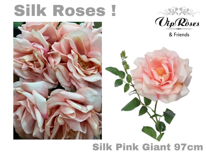 SILK PINK GIANT
