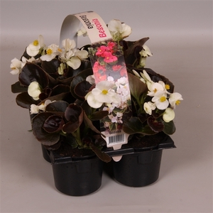 Begonia Semp donkerbladig wit 6p