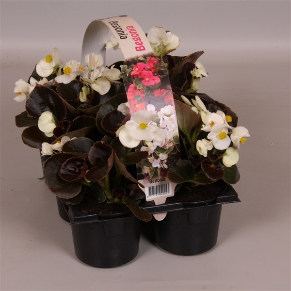 <h4>Begonia Semp donkerbladig wit 6p</h4>