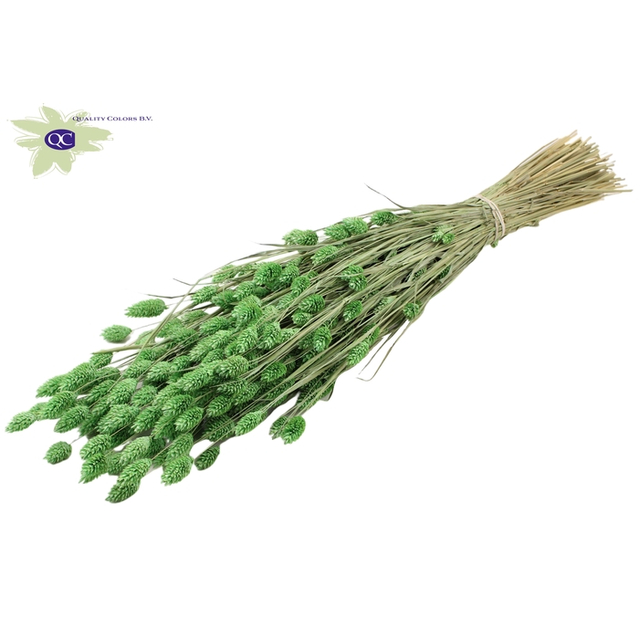 <h4>Phalaris per bunch Frosted Mint Green</h4>