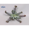 Echeveria Culebra Cutflower Wincx-16cm