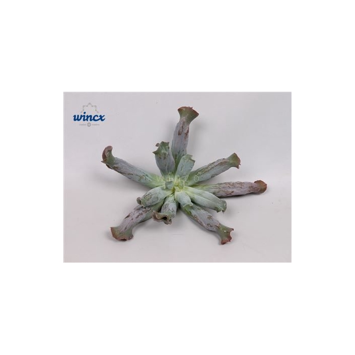 <h4>Echeveria Culebra Cutflower Wincx-16cm</h4>