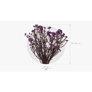 Helychrisum Diosmi Blue Lavender HDI/0610
