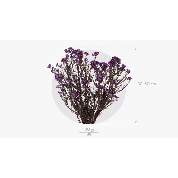 <h4>Helychrisum Diosmi Blue Lavender HDI/0610</h4>