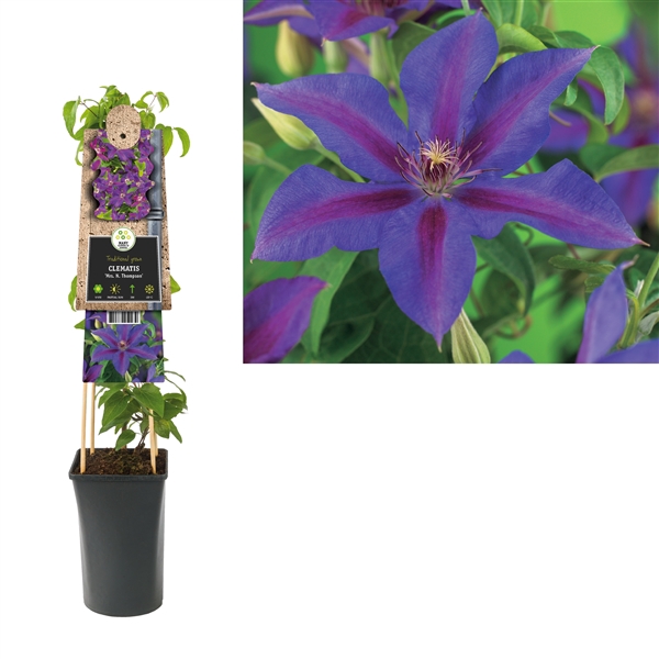 <h4>Clematis 'Mrs. N. Thompson' +3.0 label</h4>