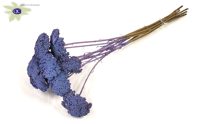 Achillea per stem Frosted Purple