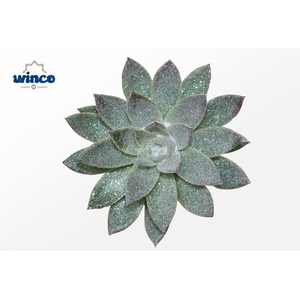 Echeveria Agavoides Glitter Pearl Cutflower Wincx-10cm