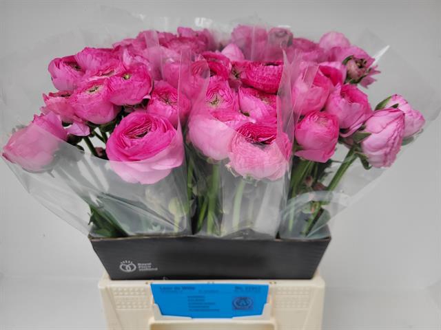 <h4>Ranunculus aazur rose</h4>