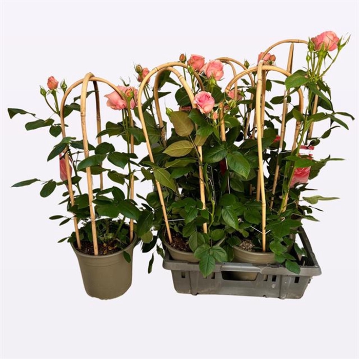 <h4>Rosa (Flo. Dolce Select</h4>