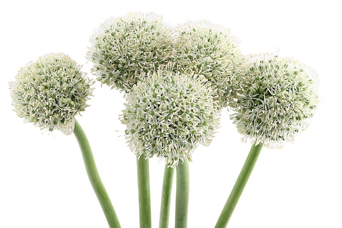 <h4>Allium White Giant Super</h4>