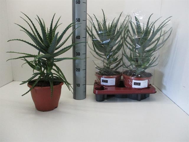 Aloe Arborescens (Cites) 20Ø 47cm