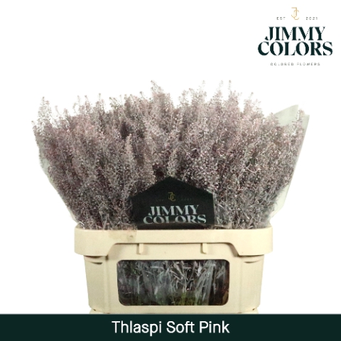 <h4>Thlaspi gekleurd Klbh, Soft Pink</h4>