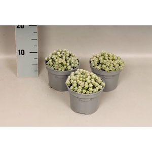 Overig 12 cm Sedum spathulifolium cape Blanco grote veld 