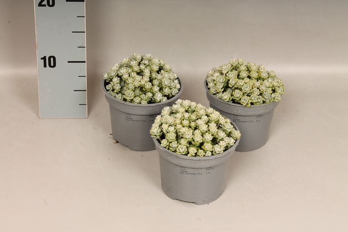 Overig 12 cm Sedum spathulifolium cape Blanco grote veld 