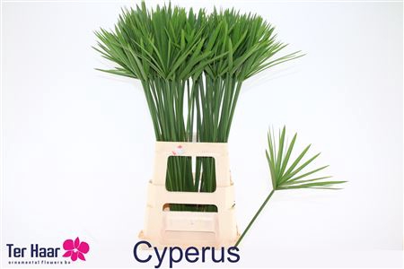 Cyperus Glaber