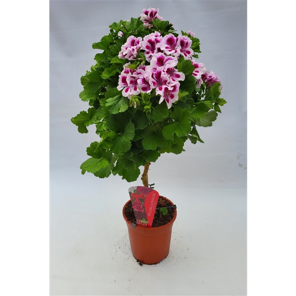 <h4>Pelargonium Grandiflorum op stam wit/roze</h4>