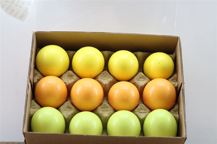<h4>Basic Duck Egg Green Yellow Orange Mix</h4>