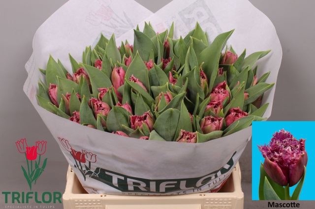 <h4>Tulipa (Fri. Mascotte</h4>