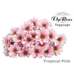 CHR T TROPICAL PINK