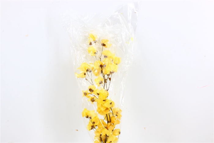 <h4>Dried Bougainvillea 55cm Yelllow Bunch</h4>