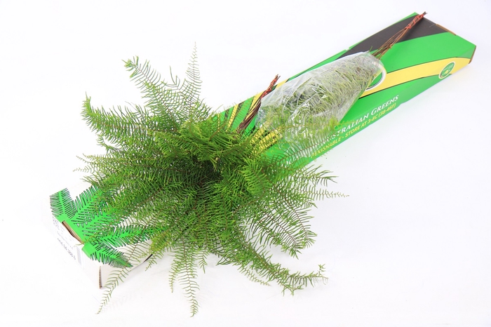 <h4>Leaf sea star fern</h4>