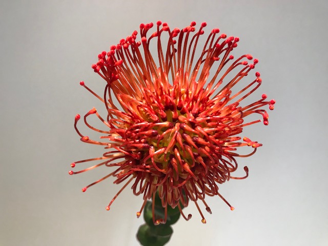 Leucospermum Empress Red