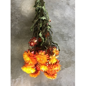 Helichrysum orange natural