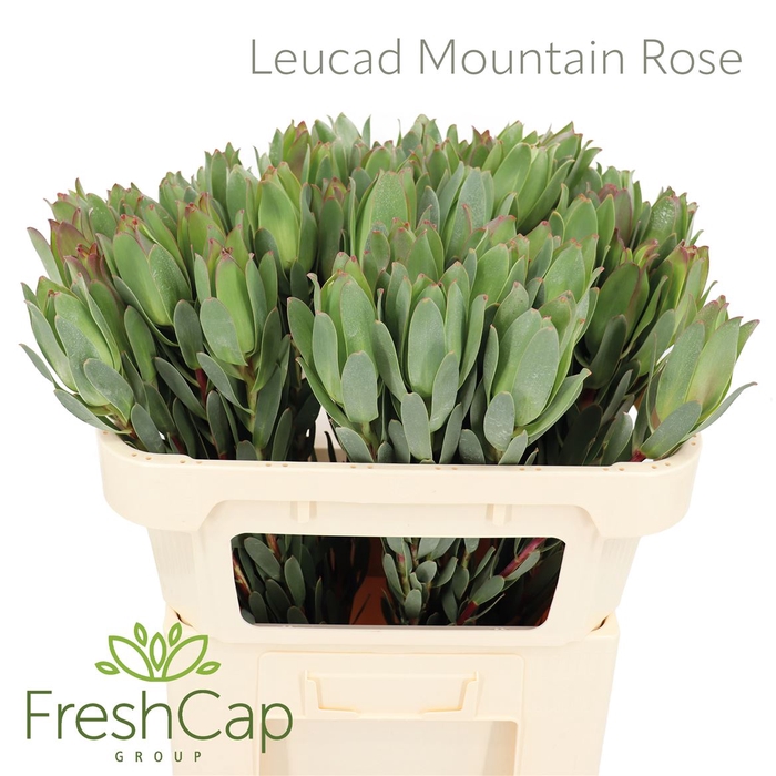 <h4>Leucad Mountain Rose</h4>