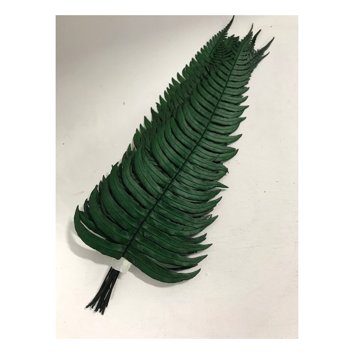 <h4>Rock fern 30/35cm</h4>