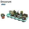 Cactus Mix (10 Spcs.) (decorum) Decorum+Steker