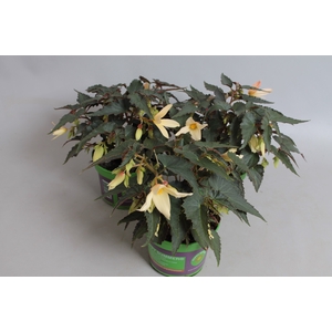 Begonia Hang Yellow