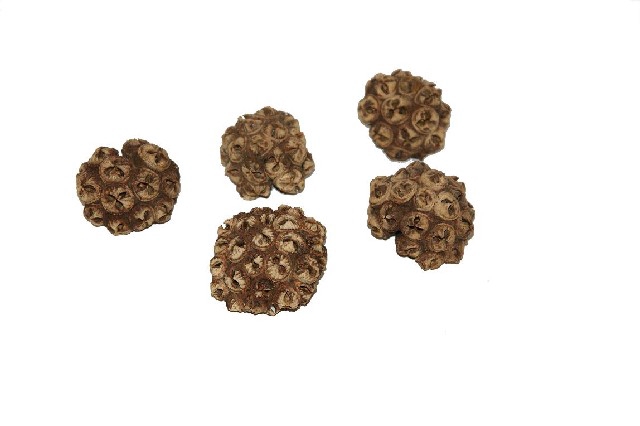 <h4>Dried spidergum knobs naturel kilo/bags</h4>