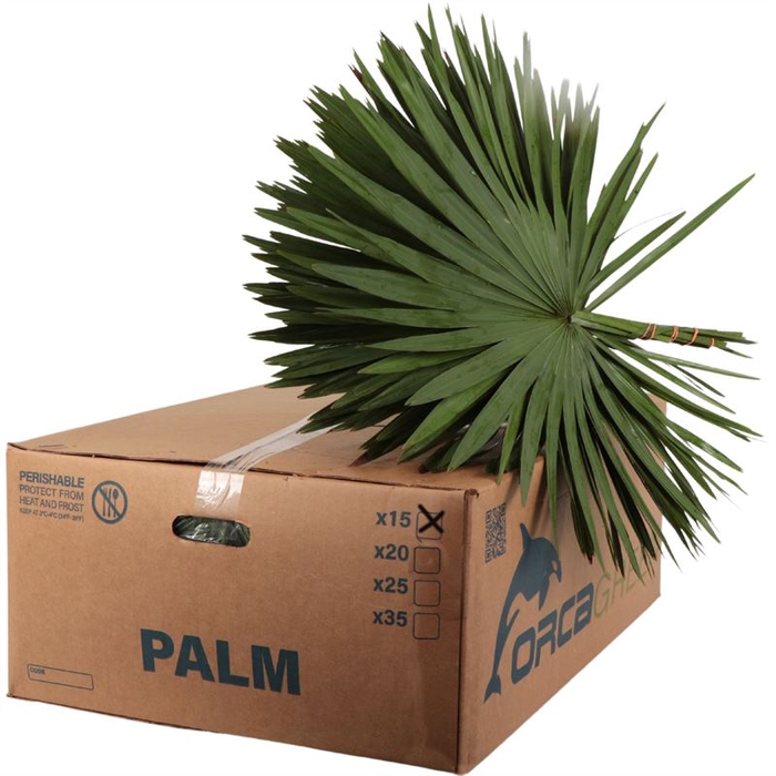 <h4>Palm Orca XXL x15</h4>