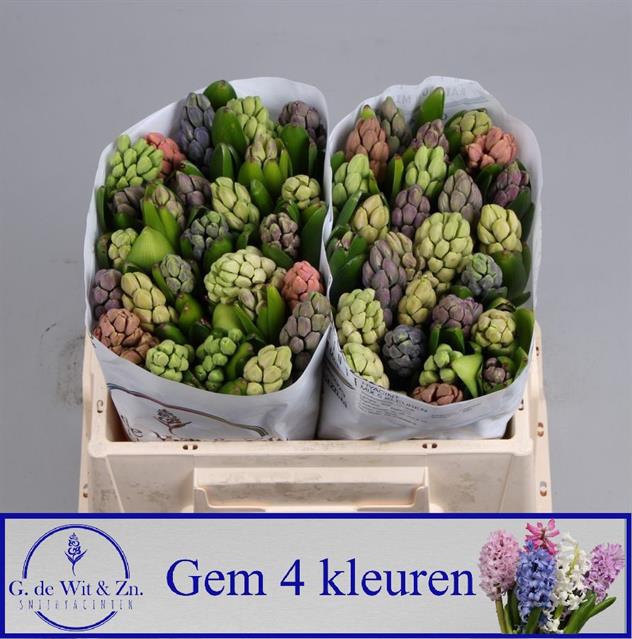 <h4>Hyacinthus 4 colour mix in bucket</h4>
