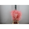 Ruscus Bleached Light Pink