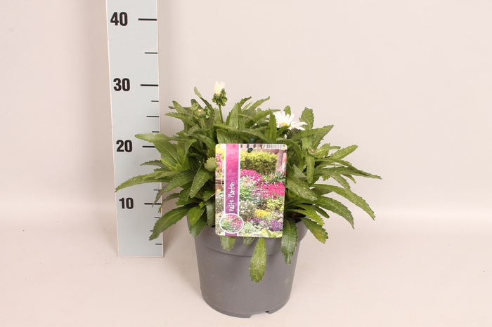 vaste planten 19 cm  Leucanthemum Early White