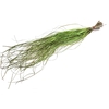 Beargrass dried per bunch Light Green