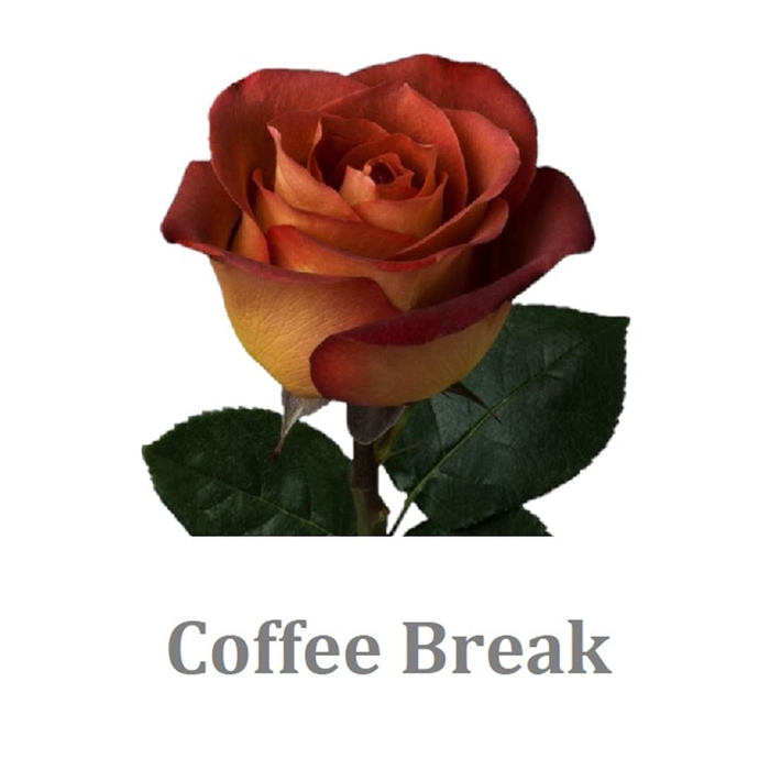 <h4>R Gr Coffee Break</h4>