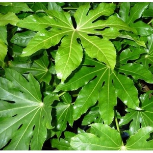 Greens - Fatsia japonica leaves