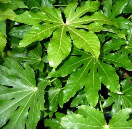 Greens - Fatsia japonica leaves
